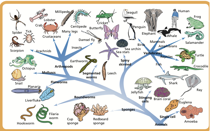 Proses Ilmiah yang Membentuk Makhluk Hidup