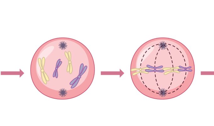 Reproduksi Sel: Proses Sains yang Menjamin Makhluk Hidup