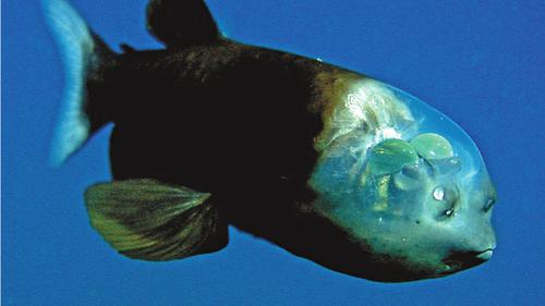 Hewan-Hewan Paling Ajaib dan Misterius di Dunia Biologi