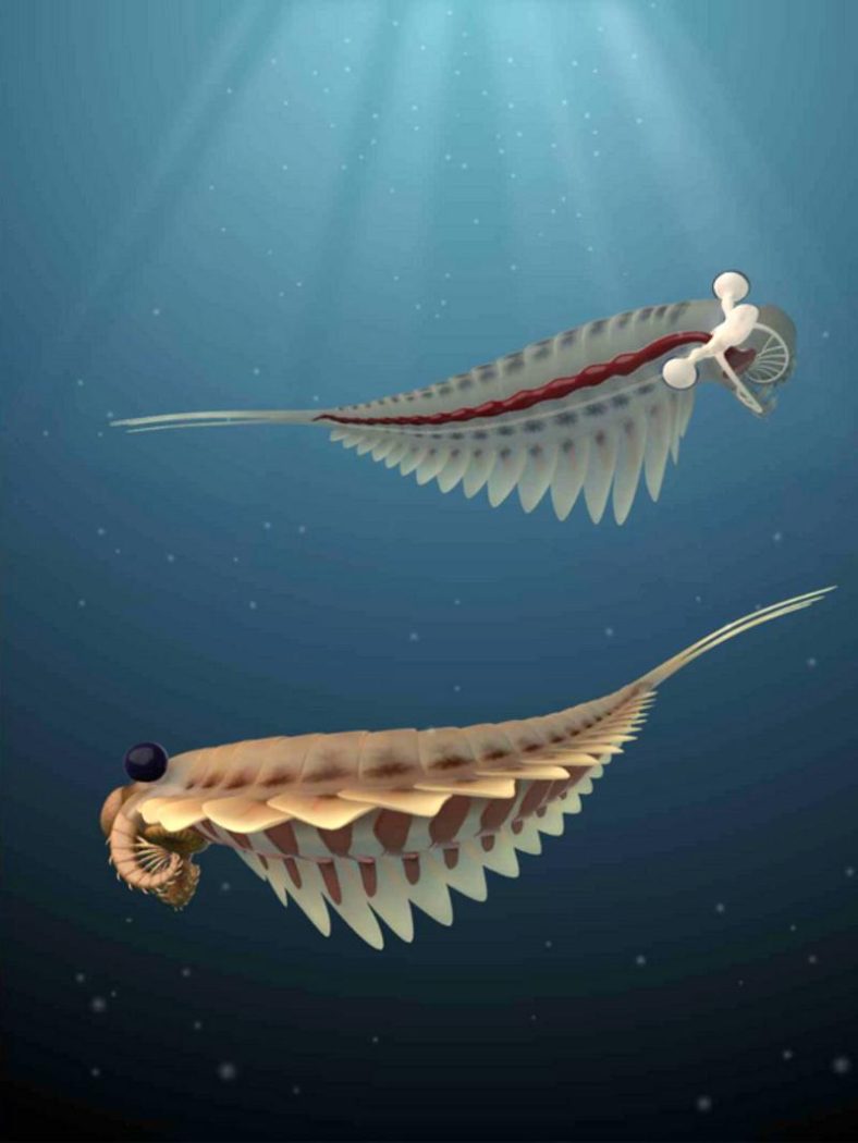 Ilmiah Modern: Peneliti Menemukan Spesies Baru di Dunia