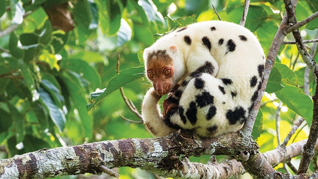 Hewan-Hewan Paling Unik dan Misterius di Alam