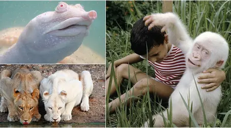 Hewan-Hewan Paling Aneh dan Menakjubkan di Alam