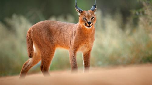 Hewan-Hewan Paling Menakjubkan dan Misterius di Alam