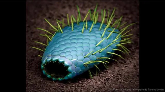 Spesies Mikroskopis: Dunia Tak Terlihat yang Penuh Keajaiban