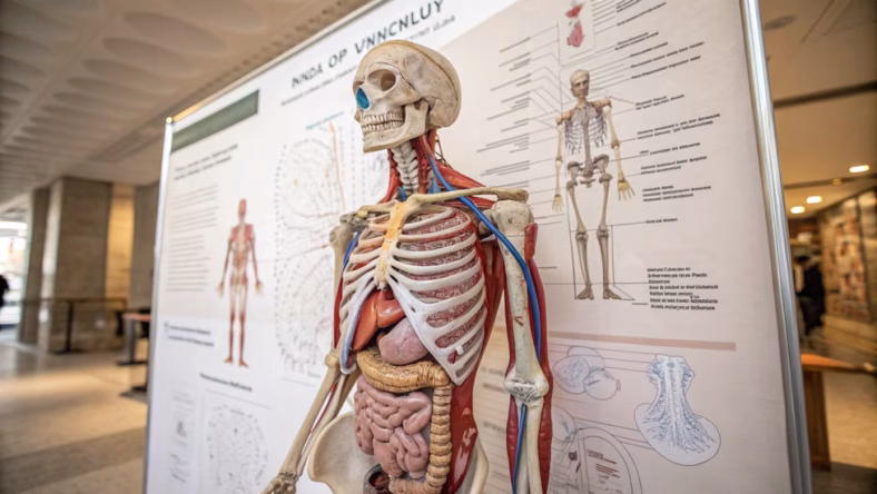 Fisiologi Manusia: Memahami Cara Kerja Tubuh dari Dalam