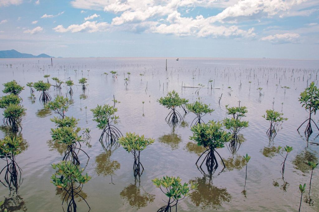 Mangrove dalam Mengurangi Dampak Perubahan Iklim