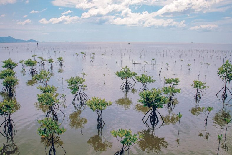 Mangrove dalam Mengurangi Dampak Perubahan Iklim