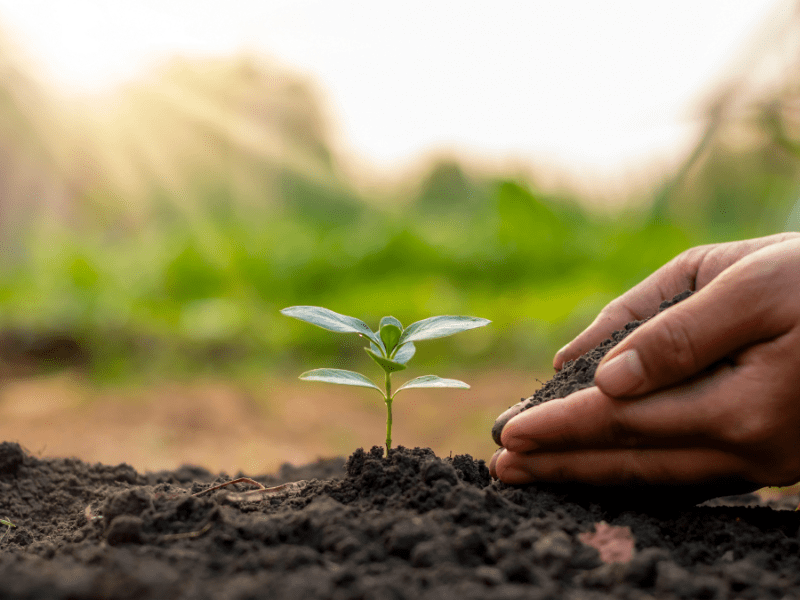 Reboisasi dan Restorasi Hutan: Solusi Alam yang Paling Ampuh