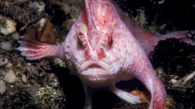 Hewan-Hewan Paling Aneh dan Menarik di Alam