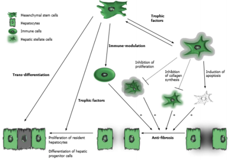 Potensi Sel Punca untuk Regenerasi Ginjal