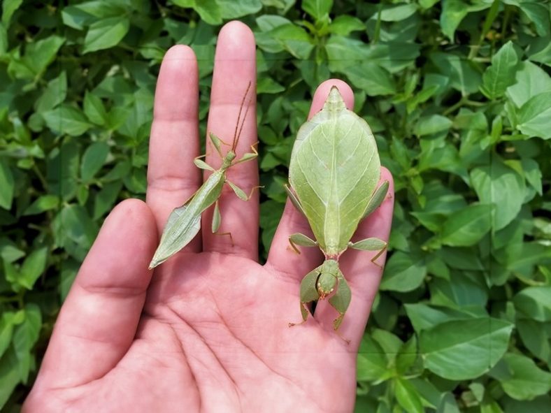 Penemuan Serangga Baru: Dunia Mikro yang Penuh Warna