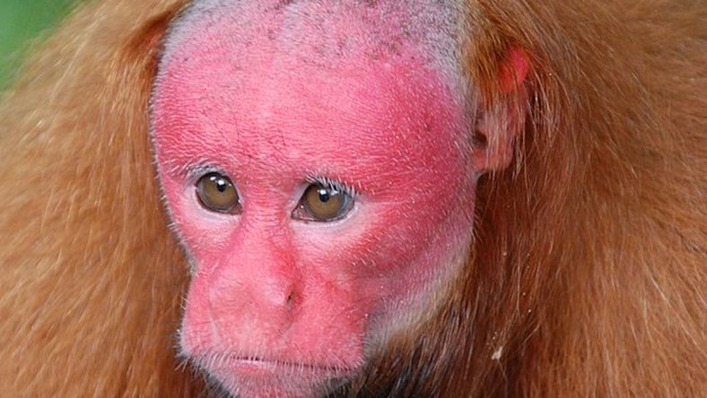 Hewan-Hewan Paling Unik dan Misterius di Alam