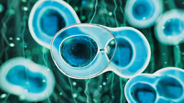 Potensi Sel Punca dalam Regenerasi Saraf