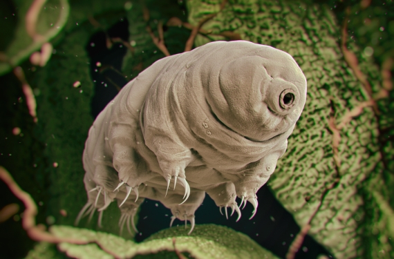 Hewan Mikro Purba: Bagaimana Organisme Bertahan Kepunahan