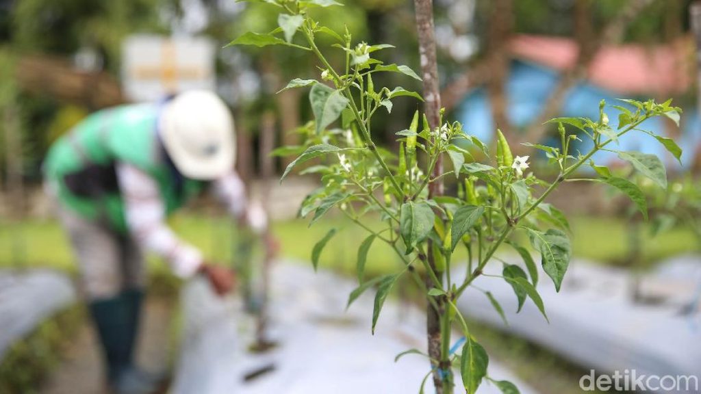 Ekologi: Ilmu yang Mengkaji Hubungan Antar Makhluk Hidup