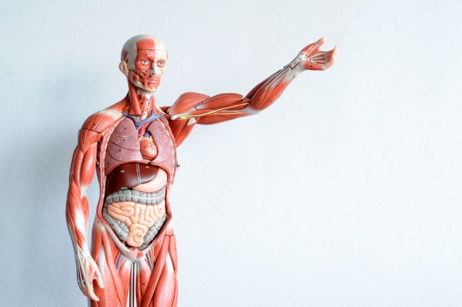 Sains dalam Menjelaskan Struktur dan Fungsi Tubuh Manusia