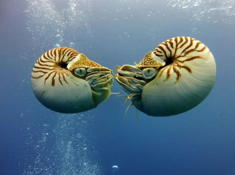 Sains Kelautan Modern: Penemuan Makhluk Laut