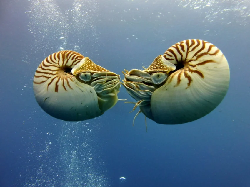 Sains Kelautan Modern: Penemuan Makhluk Laut