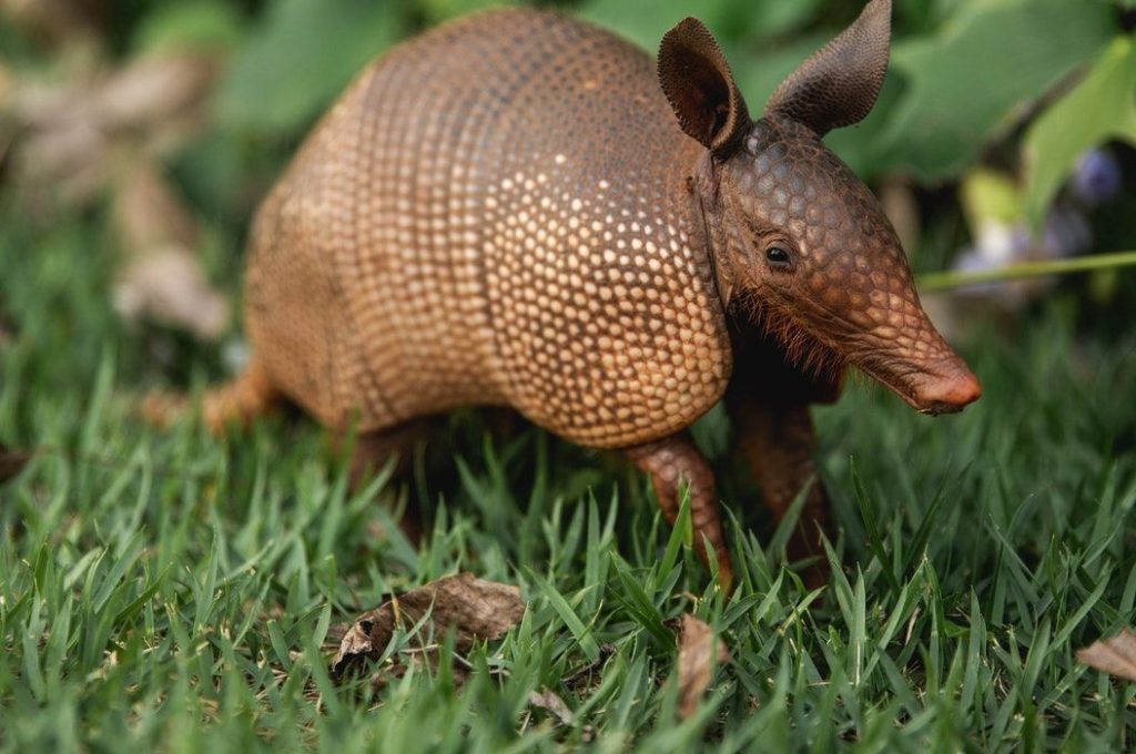 Rahasia Hewan-Hewan Paling Unik Menurut Ilmu Biologi