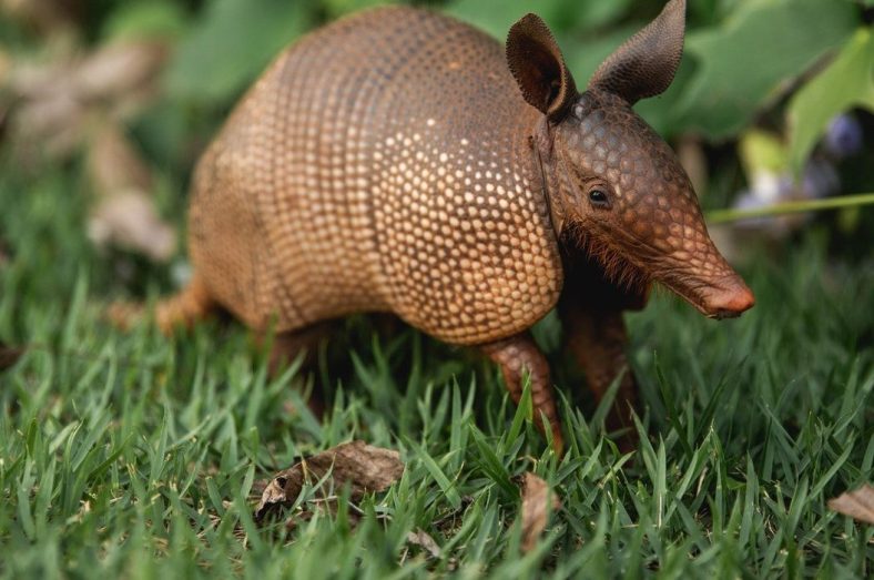 Rahasia Hewan-Hewan Paling Unik Menurut Ilmu Biologi