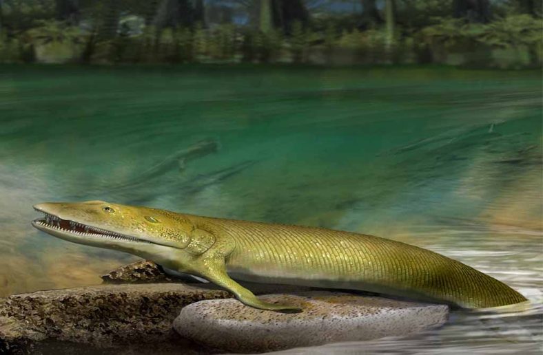 Hewan Darat Pertama: Kehidupan Menaklukkan Daratan